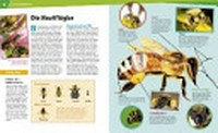 Bienen und Wespen: Flüssiges Gold und spitzer Stachel